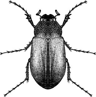 White Grubs, Phyllophaga, and Others (Coleoptera: Scarabaeidae