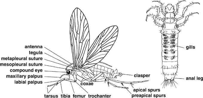 Caddisflies (Trichoptera) | SpringerLink