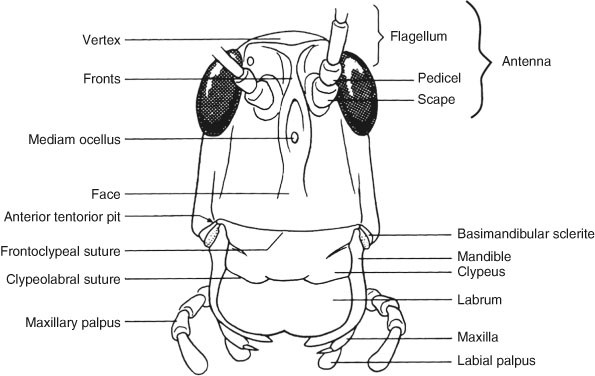 Head of Hexapods | SpringerLink