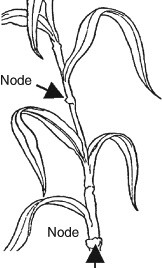 figure 35