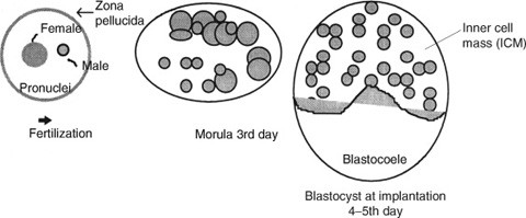 Embryogenesis in Animals | SpringerLink Embryogenesis in Animals | SpringerLink