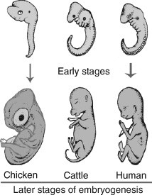 Embryogenesis in Animals | SpringerLink