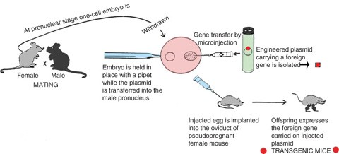 Gene Transfer by Microinjection | SpringerLink Gene Transfer by Microinjection | SpringerLink
