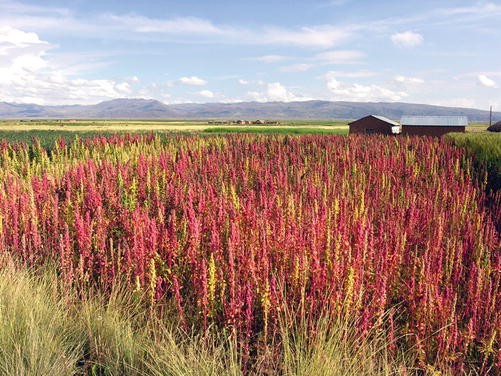Quinoa: Origins and Development | SpringerLink