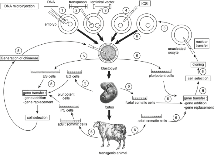 Transgenics : Alternative Gene Transfer Methods | SpringerLink Transgenics : Alternative Gene Transfer Methods | SpringerLink