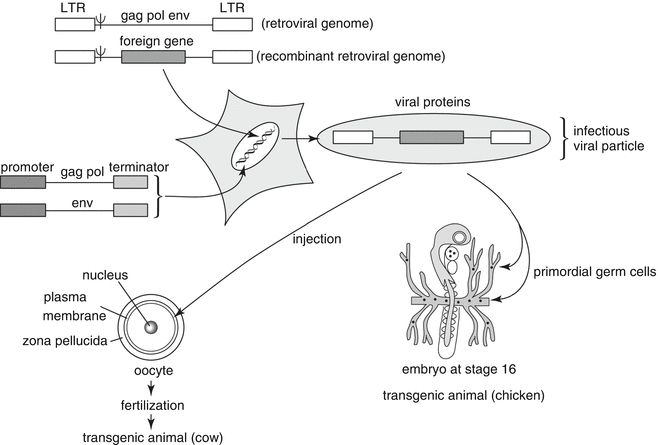 Transgenics : Alternative Gene Transfer Methods | SpringerLink Transgenics : Alternative Gene Transfer Methods | SpringerLink