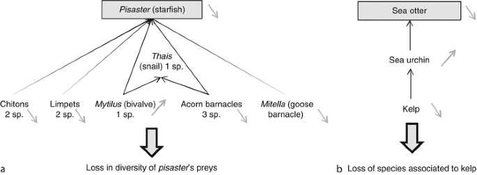 What is a keystone species? + Example