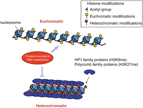 Heterochromatin and Euchromatin | SpringerLink