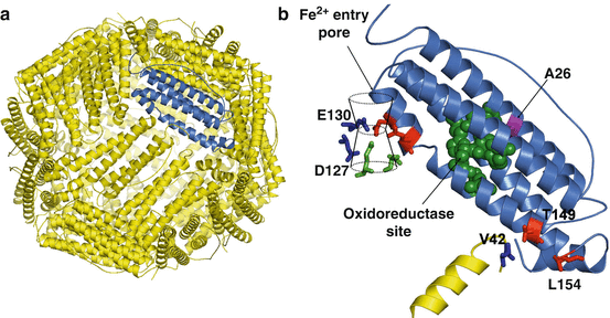 Iron Proteins, Ferritin | SpringerLink