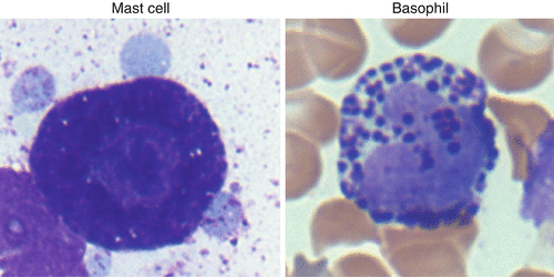 Morphology and Histologic Identification of Mast Cells | SpringerLink