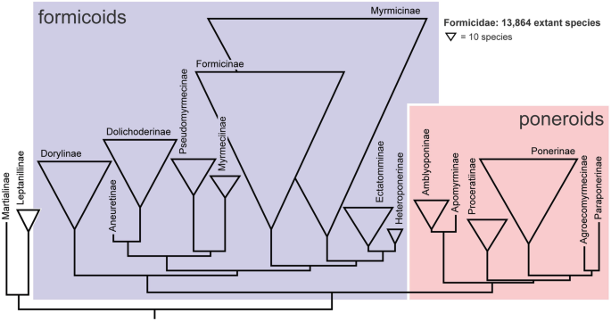 A Phylogenetic Analysis of Ant Morphology (Hymenoptera: Formicidae) with  Special Reference to the Poneromorph Subfamilies