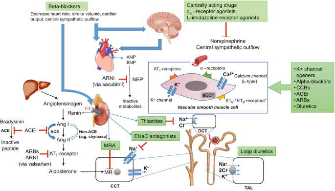 Pharmacokinetics of the most commonly used antihypertensive drugs