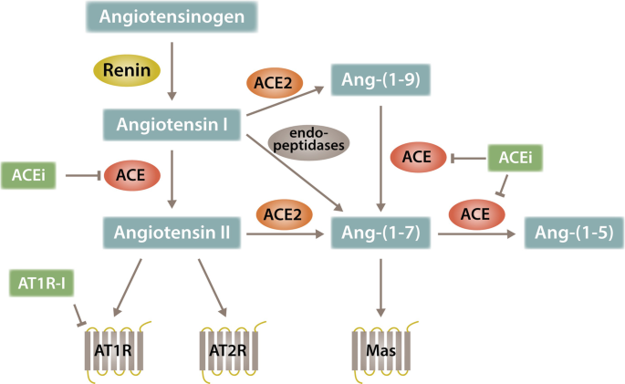 ACE Inhibitors | SpringerLink
