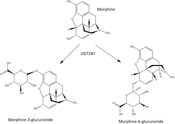 Drug Metabolism Synthetic (Phase II) Reactions