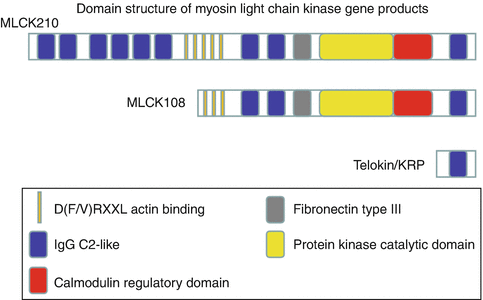 MYLK (Myosin Light Chain Kinase) | SpringerLink