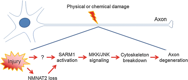 figure 2031