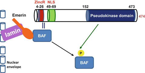 figure 2325