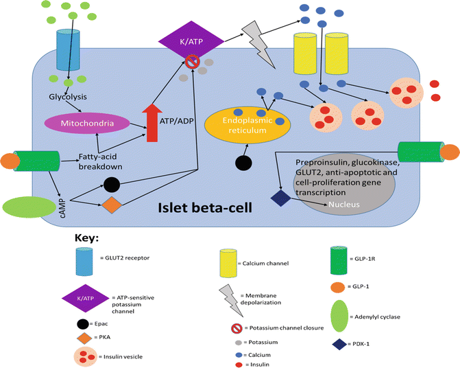 glp-1 patient The Benefits of GLP-1 Therapy: Beyond Weight Loss