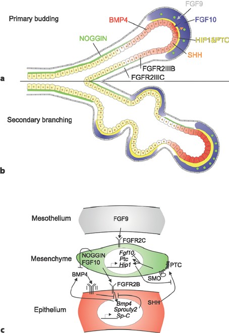 Lung | SpringerLink