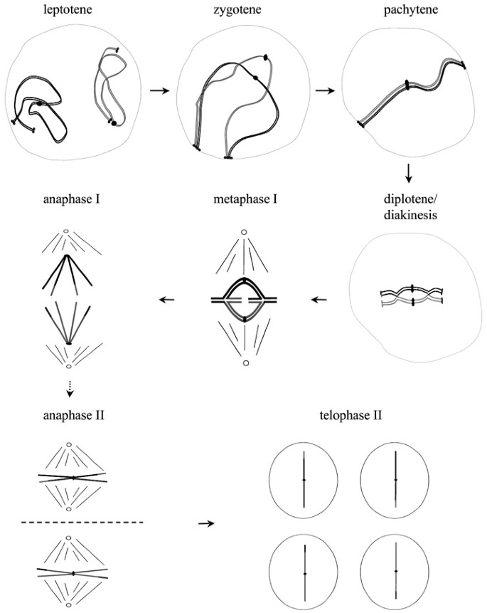 Meiosis and Meiotic Recombination | SpringerLink Meiosis and Meiotic Recombination | SpringerLink