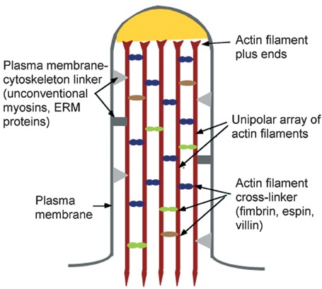 Microvilli | SpringerLink