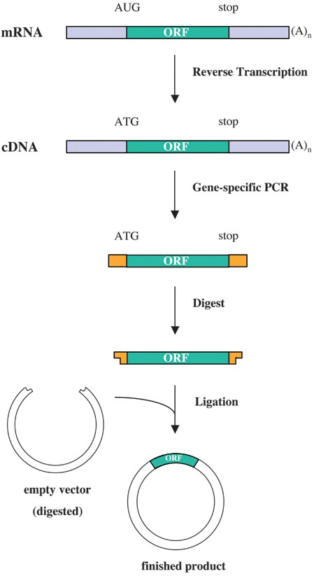 Recombinant Protein Expression in Bacteria | SpringerLink