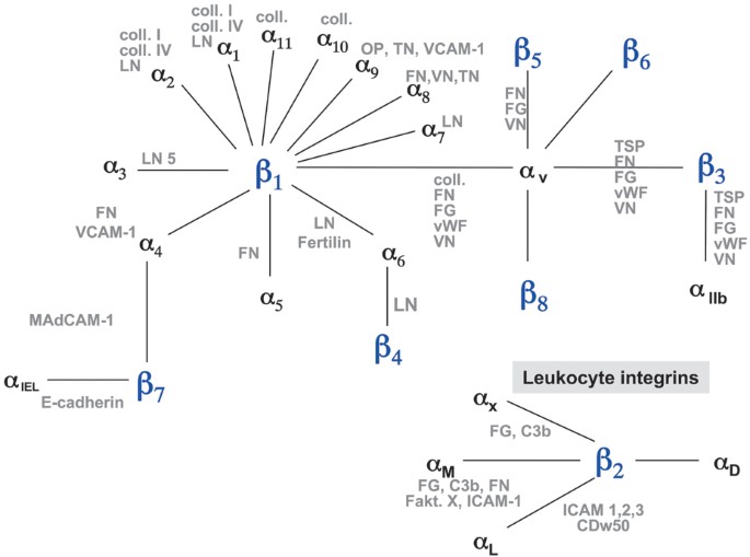 Signal Transduction: Integrin-Mediated Pathways | Springer Nature Link
