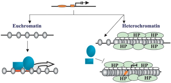 Transgene Silencing | SpringerLink