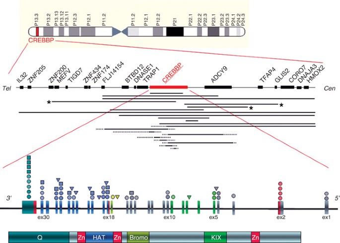 Rubinstein-Taybi Syndrome