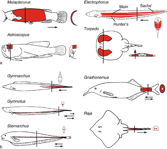 Electric Fish