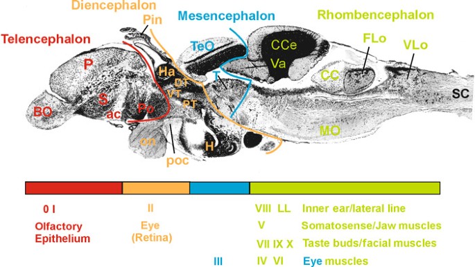 Evolution of the Brain in Fishes | SpringerLink