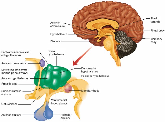Hypothalamus | SpringerLink