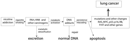tobacco carcinogenesis Tobacco Carcinogenesis