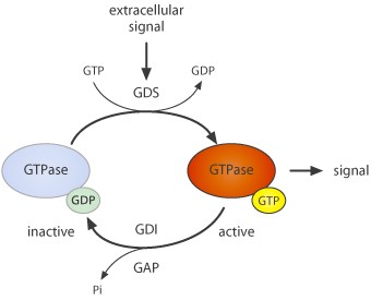 Picture of GTPase