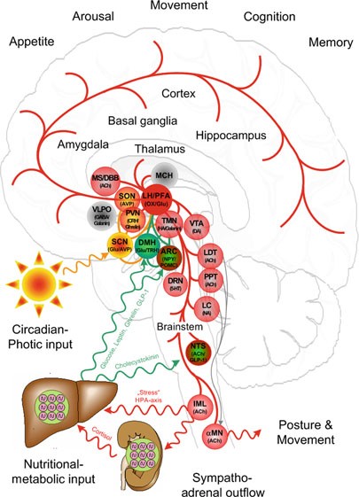 The hypocretins are novel, secretin-related peptides. (A) Hypocretin