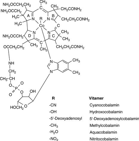 Elucidation of the anaerobic pathway for the corrin component of cobalamin (vitamin  B12)