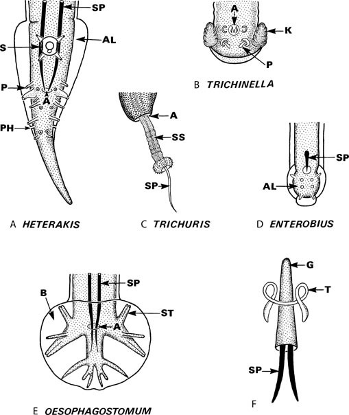 Nematodes Springerlink