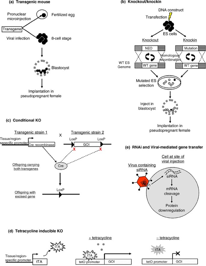 Genetically Modified Animals | SpringerLink Genetically Modified Animals | SpringerLink