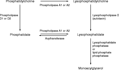 figure 1239