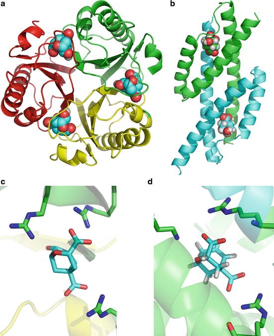 Structure and function of a complex between chorismate mutase and