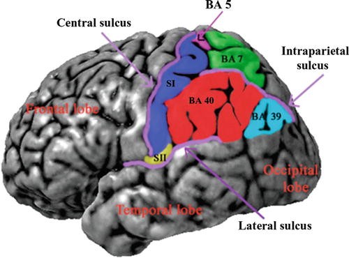 PET and fMRI Parietal (SI, SII, Inferior Parietal Cortex BA40) | SpringerLink