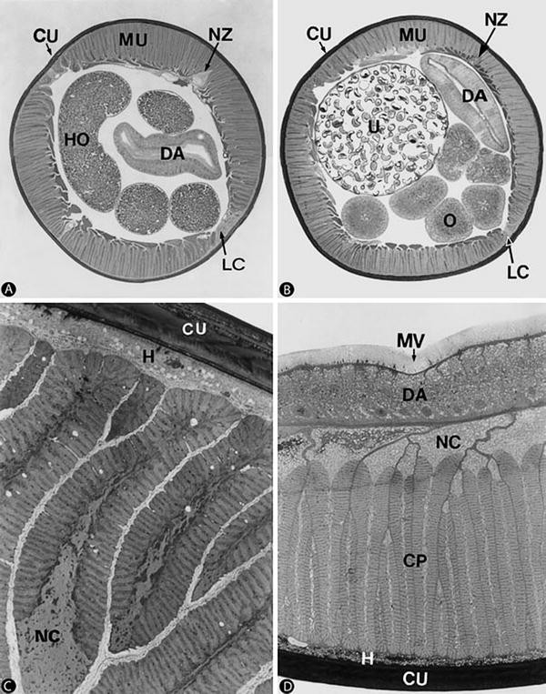 Nematodes Springerlink