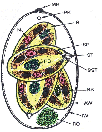 figure 1516