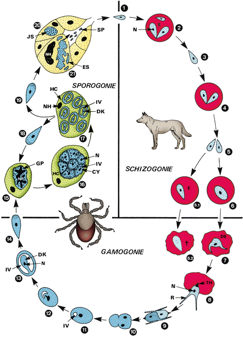 Babesia | SpringerLink