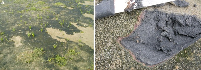 Microbial Mats | SpringerLink