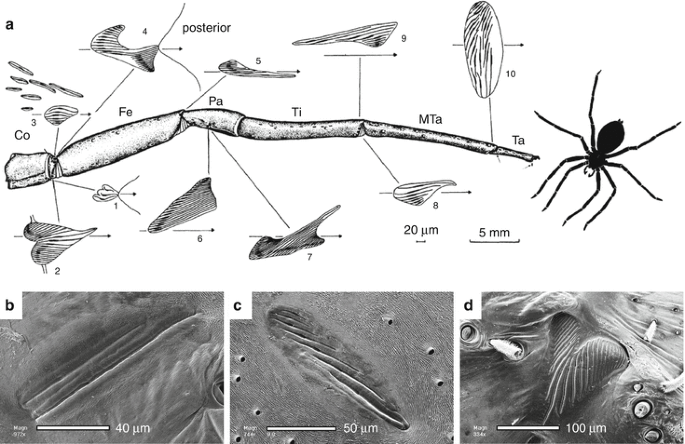 PDF) Strains in the exoskeleton of spiders