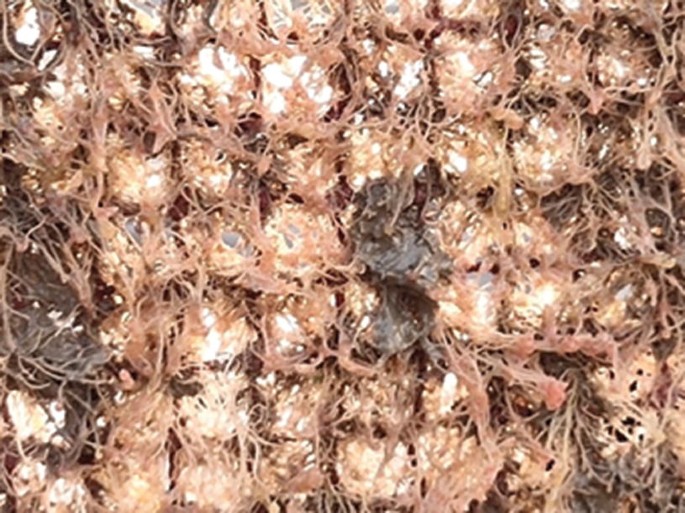 biofouling fish farm net Net Structures: Biofouling and Antifouling