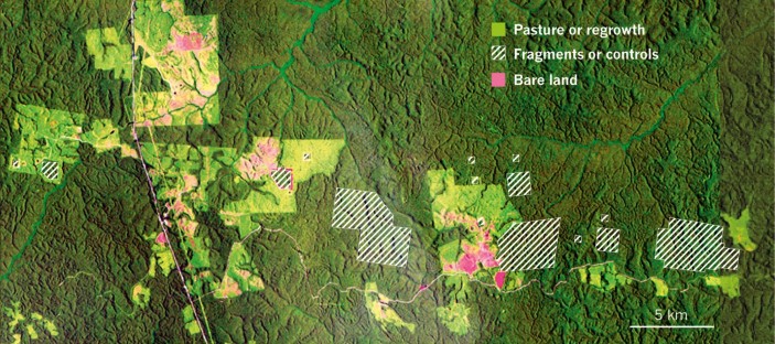 Forest ecology: Splinters of the Amazon | Nature