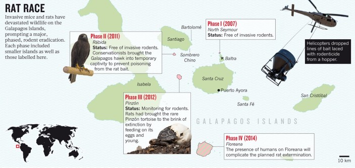 Invasive species: The 18-km2 rat trap