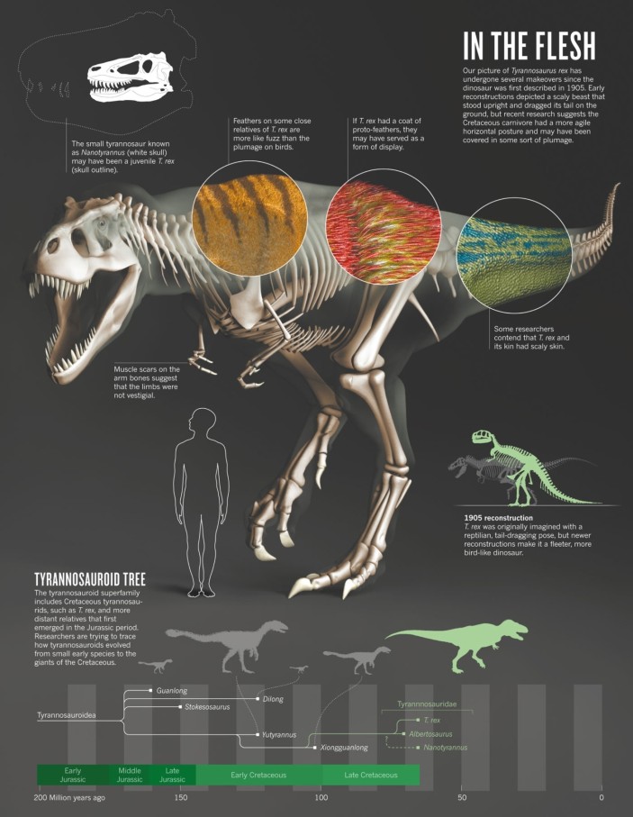Annotated by the Author: 'Tiny Tyrannosaur Hints at How T. Rex